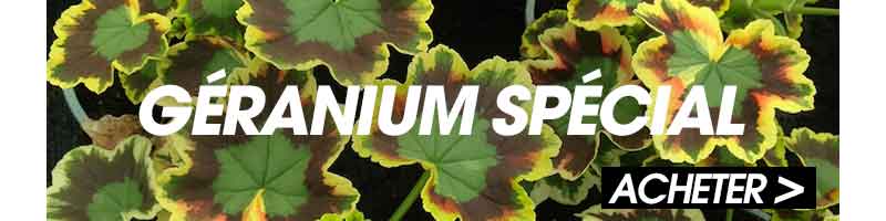 geranium spécial