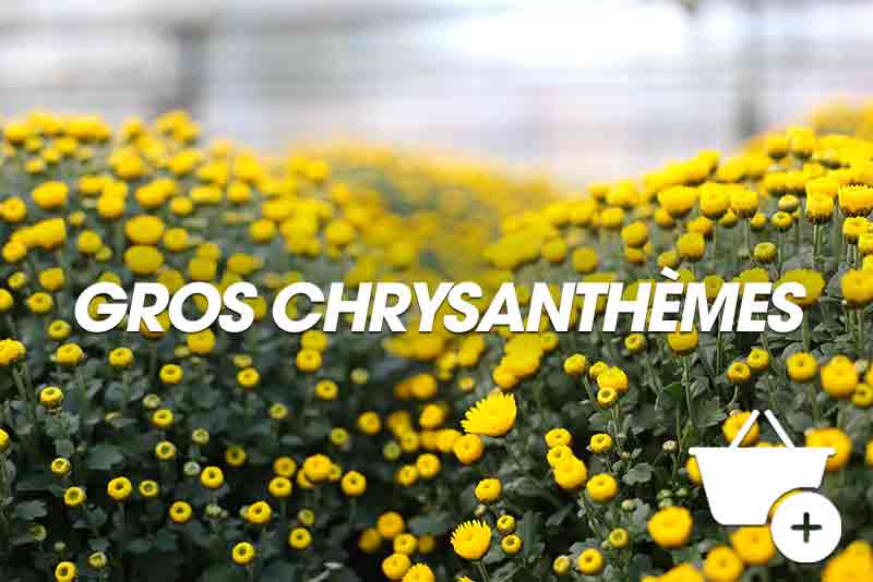 Gros chrysanthèmes