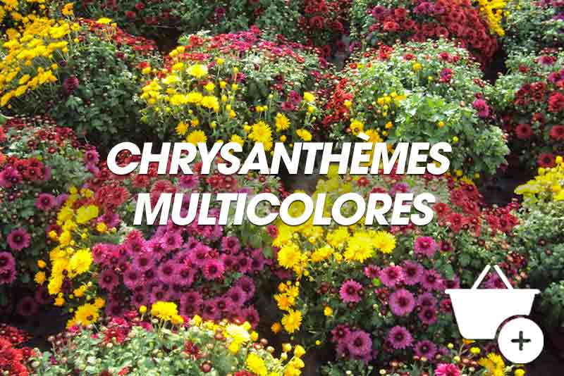 chrysanthème multicolore