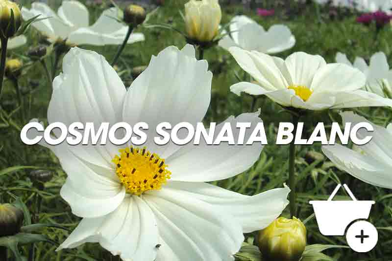Cosmos Sonata Blanc