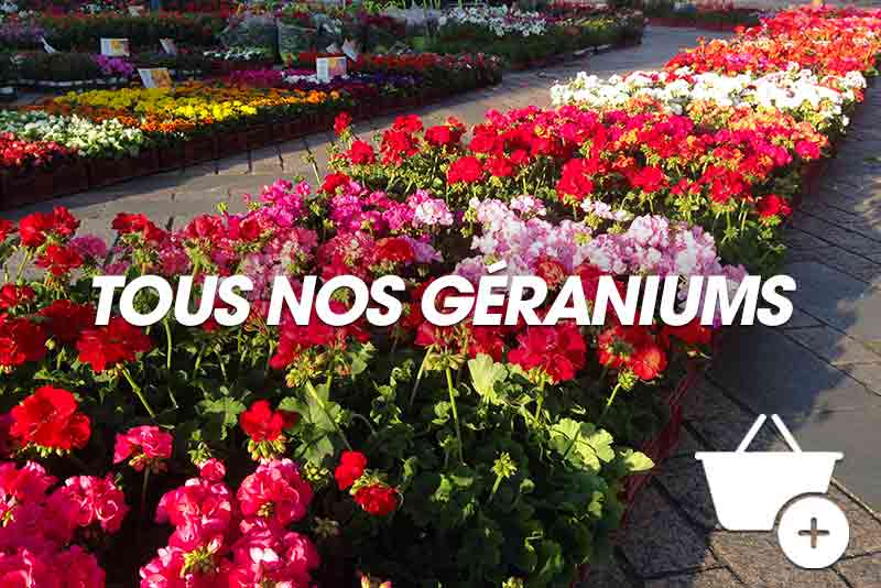 Acheter geranium pas cher