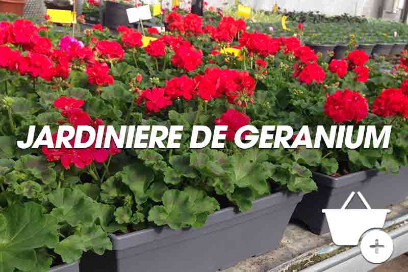 Jardinière de géranium