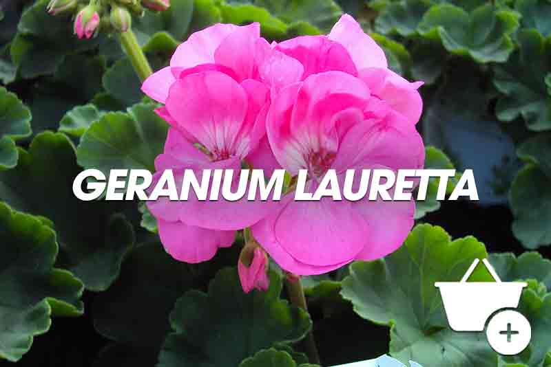 acheter geranium lauretta