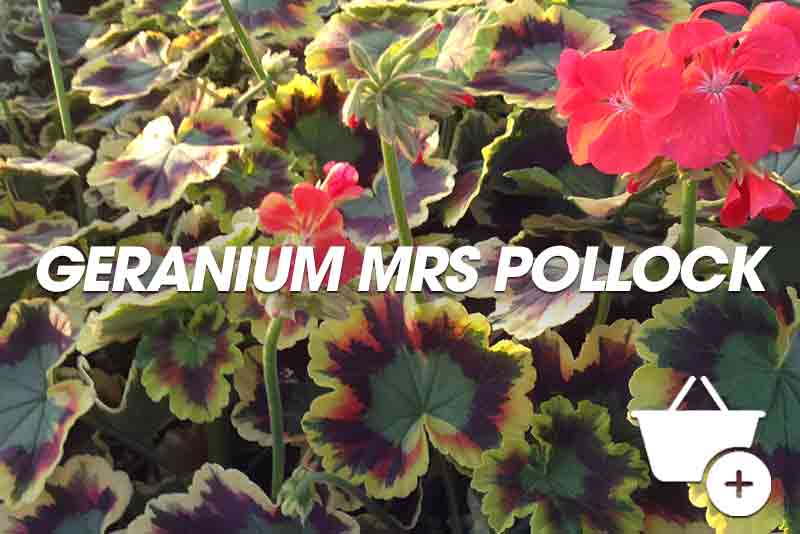 Geranium Mrs Pollock