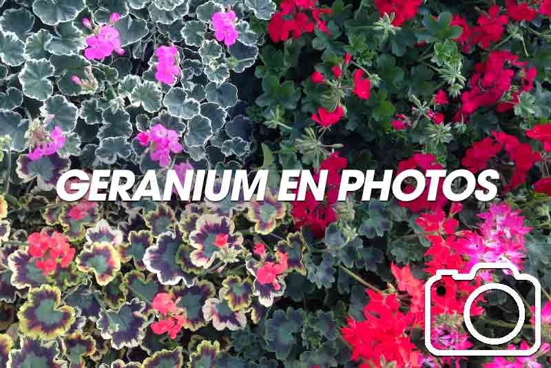 Photo de geranium