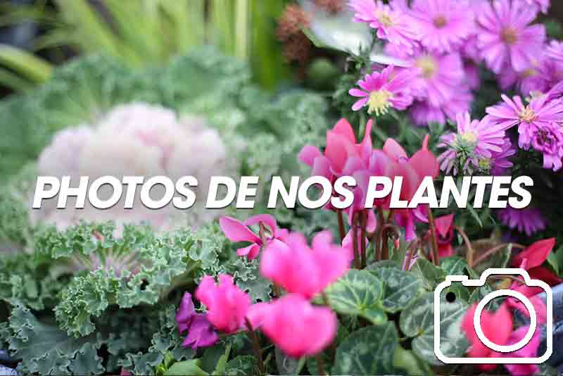 Photos de plantes