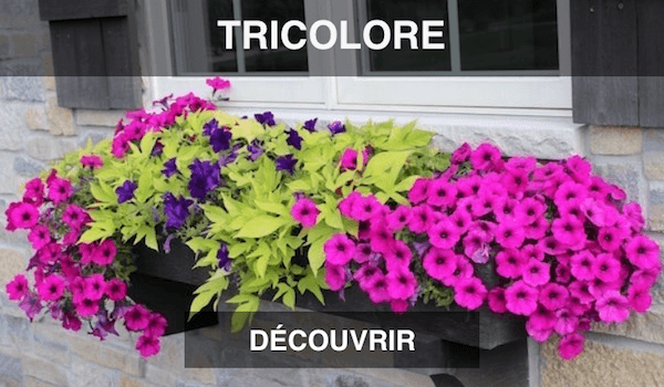 Jardinière tricolore
