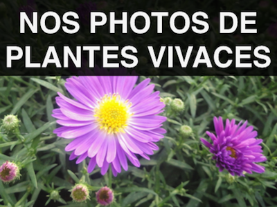 Photos de nos plantes vivaces