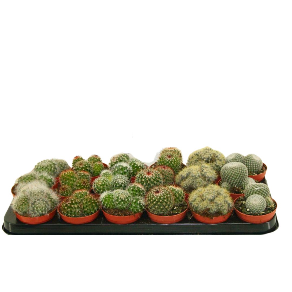 Echinocereus Nivosus - Pot De 17 Cm | Coclicoh.com