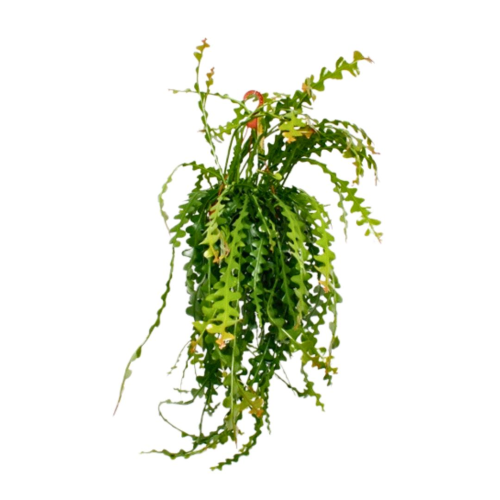 Ephiphyllum Anguliger - Pot De 21 Cm