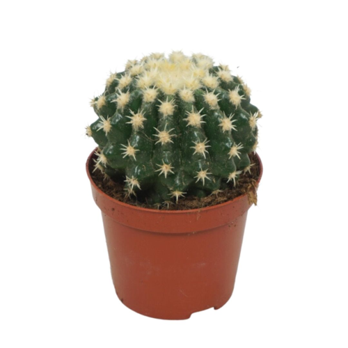 Echinocactus Brevispina - Pot De 8,5 Cm