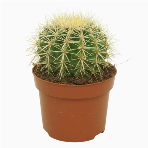 Echinocactus Grusonii - Pot De 12 Cm