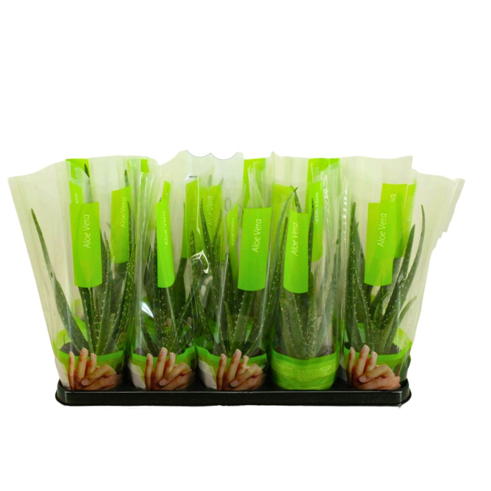 anthurium magnificum x besseae Anthurium Stripey X2 x Besseae aff 'Spider' main image 1