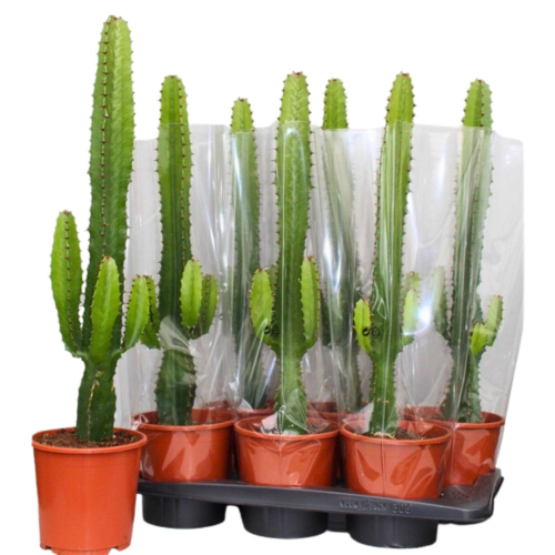 Euphorbe Acruensis - Pot De 17 Cm
