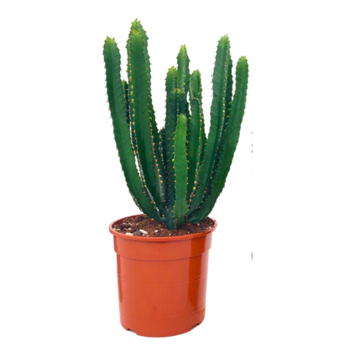 Euphorbe Triangulaire - Pot De 17 Cm