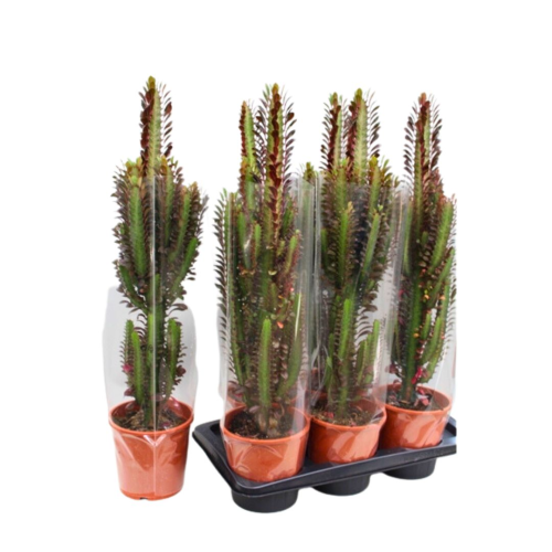 Euphorbe Trigone Rubra - Pot De 17 Cm
