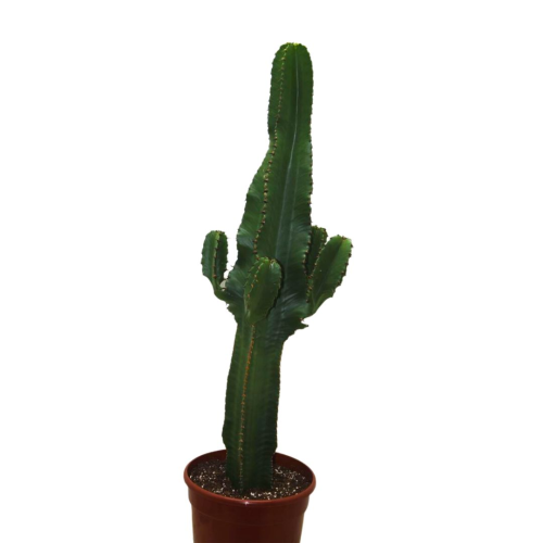 Euphorbe Ingens - Pot De 19 Cm