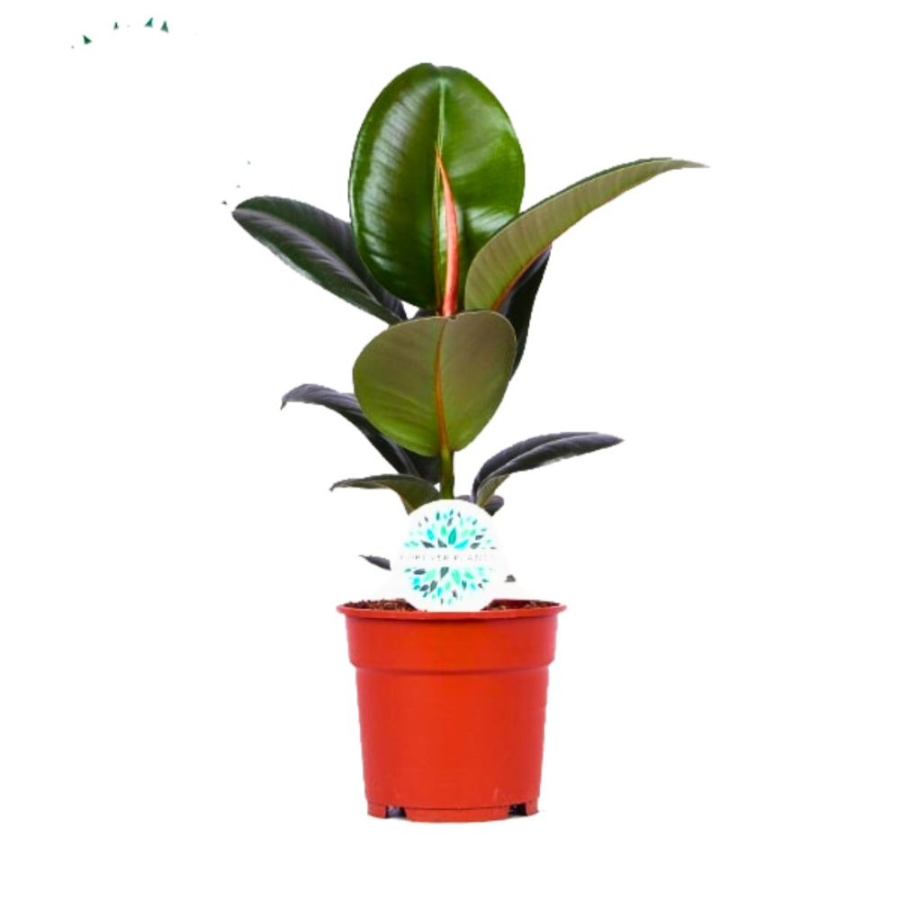 Ficus Elas Robusta - Pot De 17 Cm