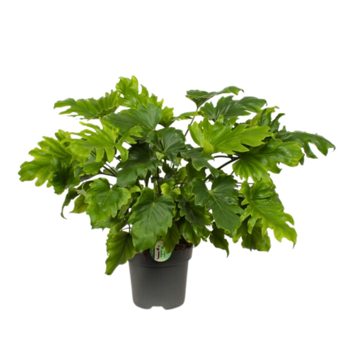 Philodendron Petit Espoir - Pot De 21 Cm