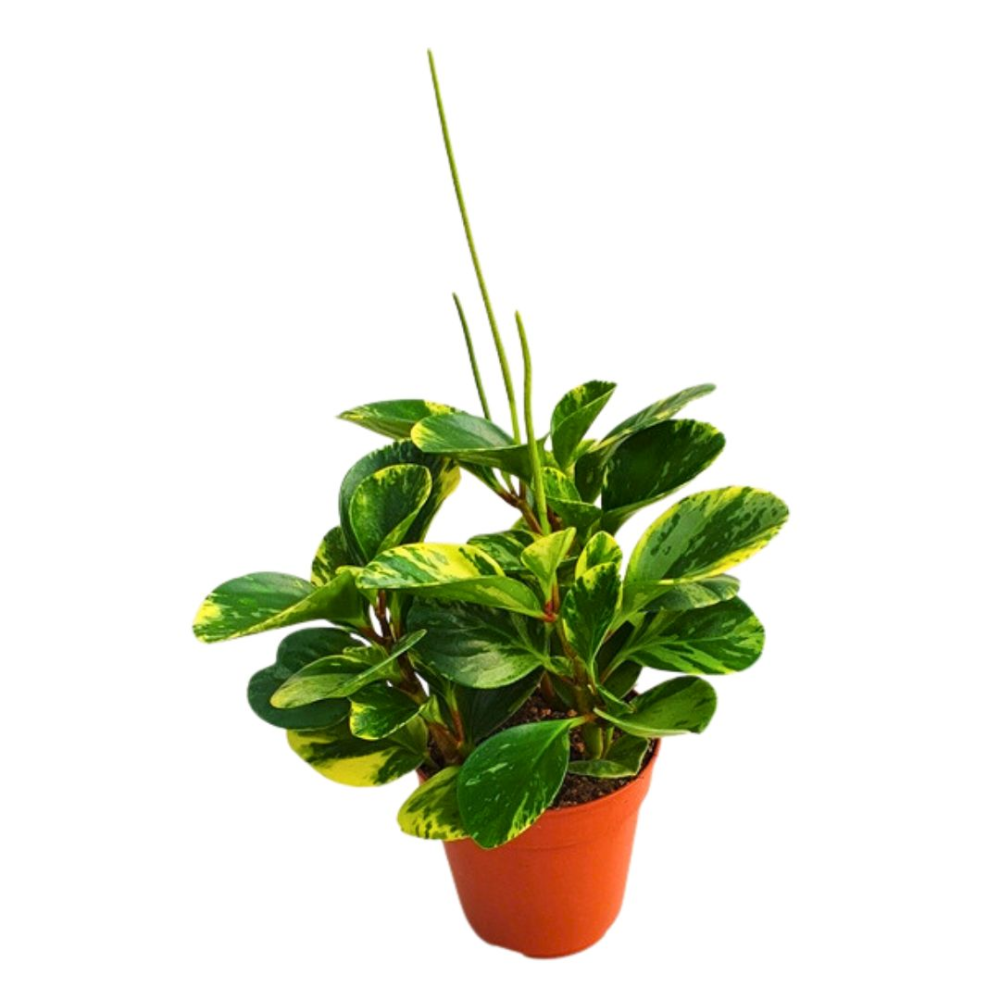 Peperomia Plante D'intérieur Dans Un Pot De Fleurs | Photo Premium
