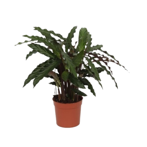 Calathea Elgergrass - Pot De 12 Cm