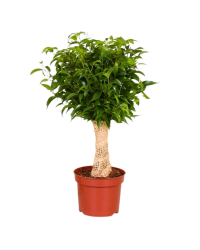 Ficus Benjamina Natasha - Pot De 12 Cm