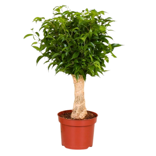 Ficus Benjamina Natasha - Pot De 12 Cm
