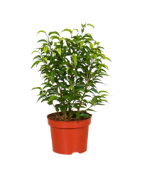 Ficus Benjamina Natasja - Pot De 12 Cm