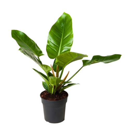Philodendron Imp Vert - Pot De 19 Cm
