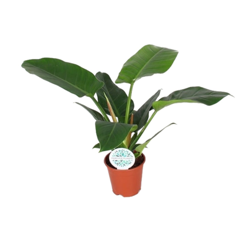 Philodendron Imp Vert - Pot De 17 Cm