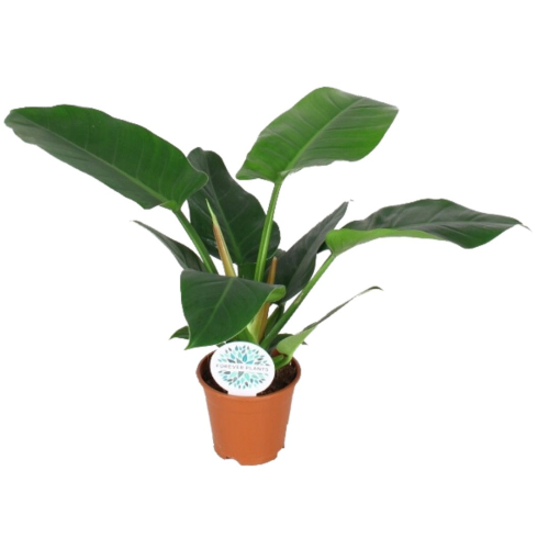 Philodendron Imp Vert - Pot De 14 Cm