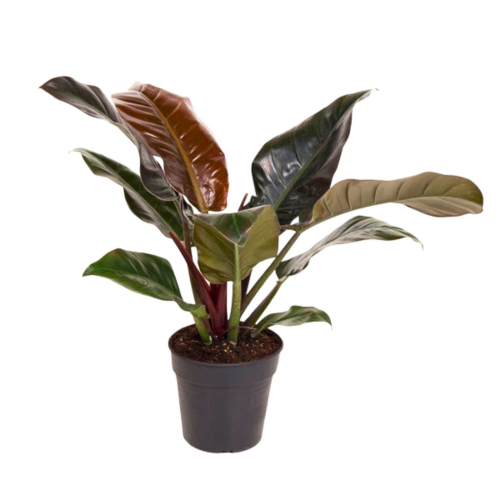 Philodendron Imp Rouge - Pot De 19 Cm