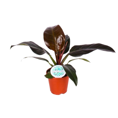Philodendron Imp Rouge - Pot De 17 Cm