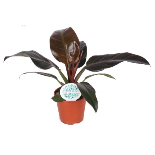 Philodendron Imp Rouge - Pot De 14 Cm