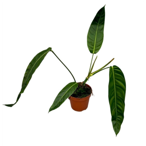Philodendron Patriciae - Pot De 17 Cm