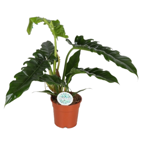 Philodendron Étroit - Pot De 17 Cm