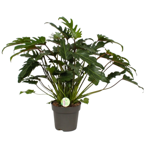 Philodendron Xanadu - Pot De 21 Cm