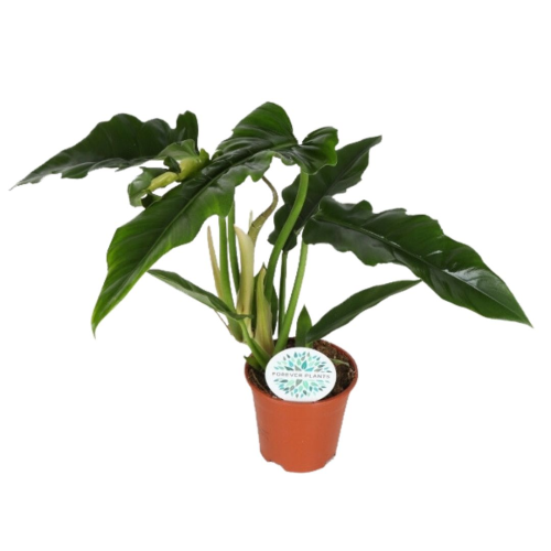 Philodendron Étroit - Pot De 14 Cm