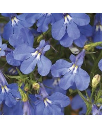 Lobelia Anabel Blue