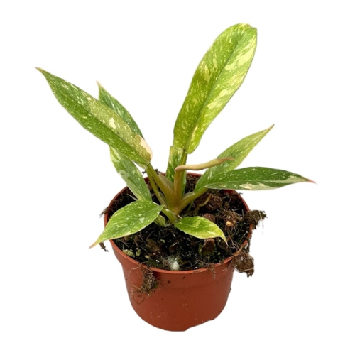 Philodendron Anneau De Feu - Pot De 10,5 Cm
