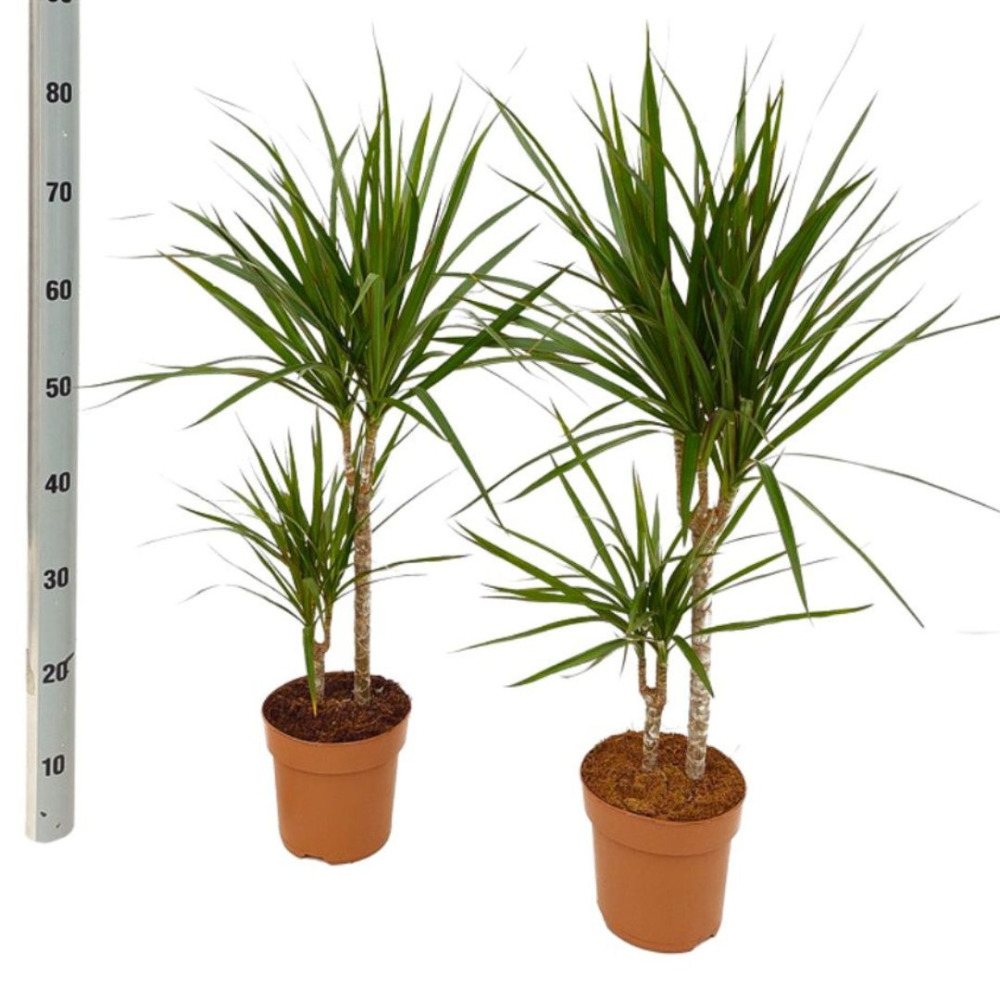 Dracaena Marginata - Pot De 17 Cm | Coclicoh.com