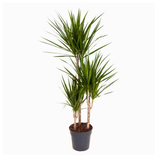 Dracaena Santa Rosa 21 cm pot achats avantageux sur