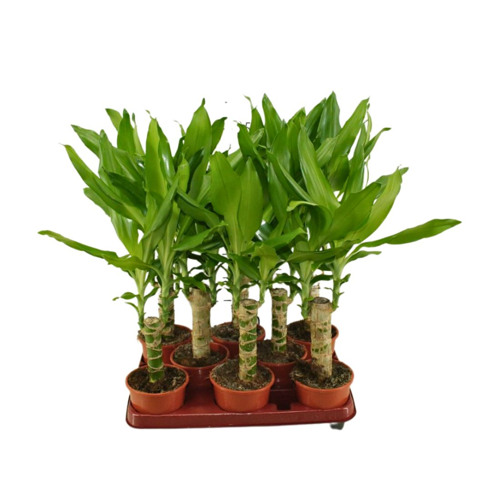 Dracaena Steudneri Vert - Pot De 17 Cm | Coclicoh.com