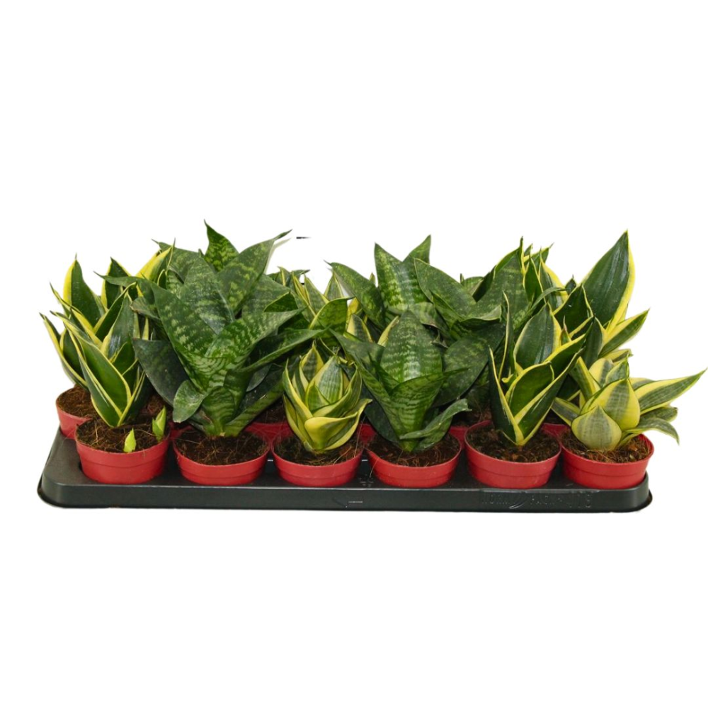 Sansevieria Victoria - Pot De 8 Cm | Coclicoh.com