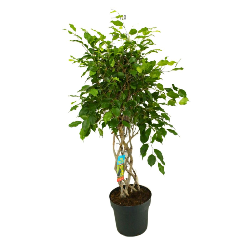 Ficus Tarana - Pot De 12 Cm