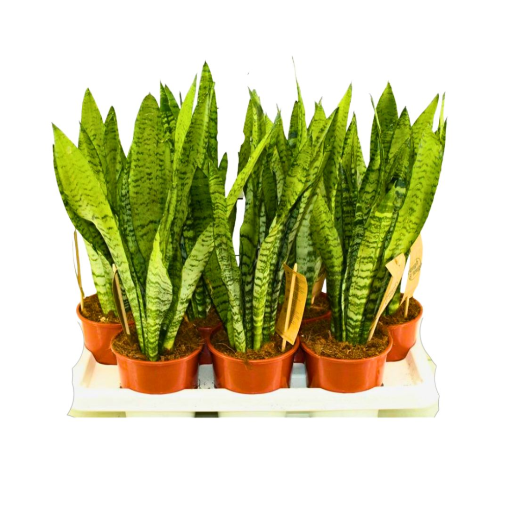 Sansevieria Zeylanica Fan Decorum - Pot De 11 Cm | Coclicoh.com
