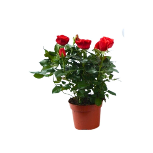 Rosier Rouge Beau Monde - Pot De 12 Cm