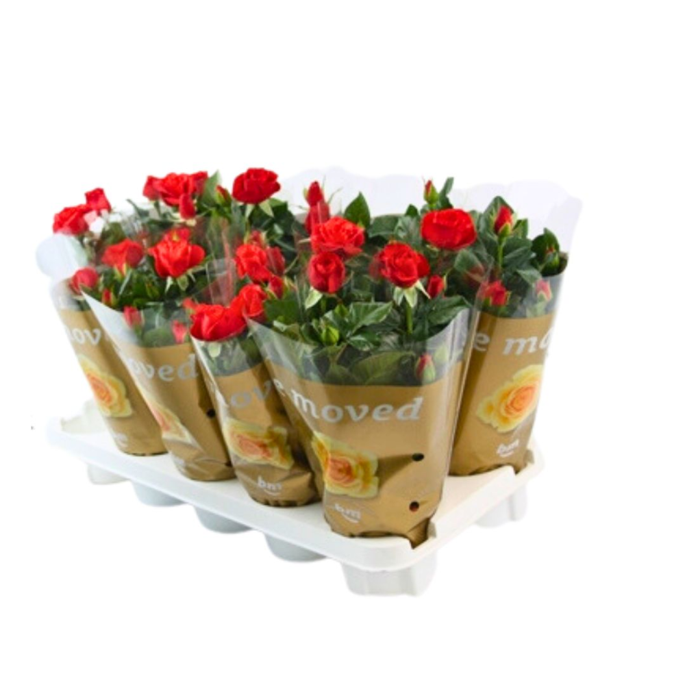 Cyclamens En Pot Terre Romagne - Lot De 2 Plantes Violettes, Pot 12 Cm, Pour Intérieur Et Extérieur - 4