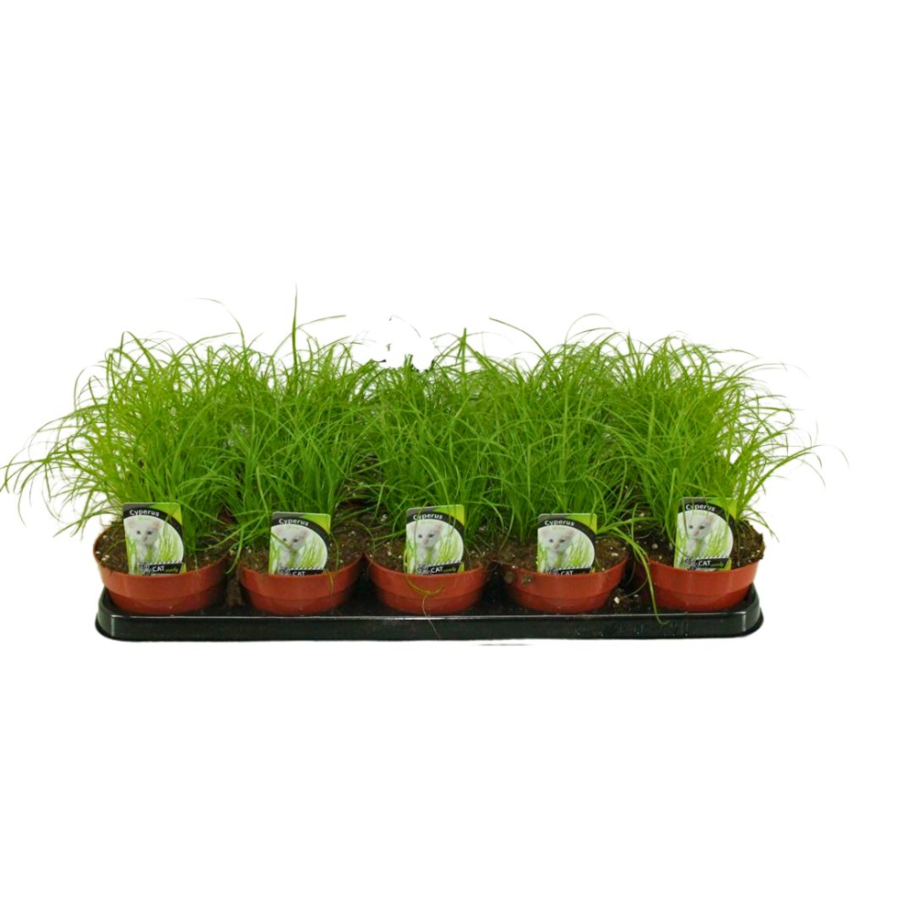 Cyp rus Zumula Pot De 8 5 Cm Coclicoh cyp-rus-zumula-pot-de-8-5-cm-coclicoh