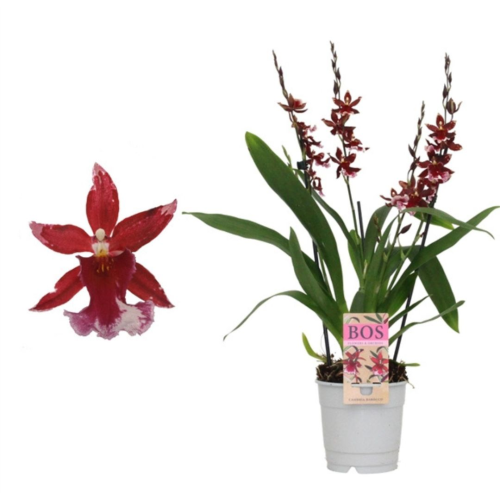 Orchidée Barrocco De 3/4-Tiges - Pot De 12 Cm